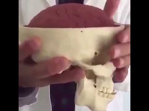 شاهد لماذ نهى الله عن ضرب الوجة سبحان الله شاهد ماذا يحدث للمخ