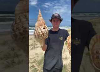 Mega Triton Shells