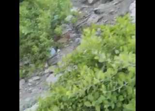  الفوائد العجيبة لعشبة اللصف