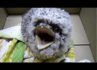  Tony Frogmouth Screaming Bird With Big Mouth