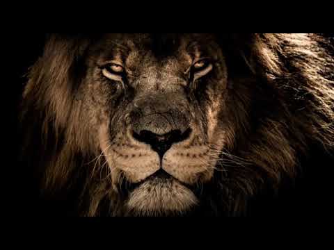 وادي الذئاب محمدالشيخ