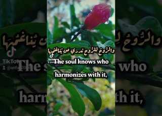 The Harmony Of Souls And The Essence Of Connection