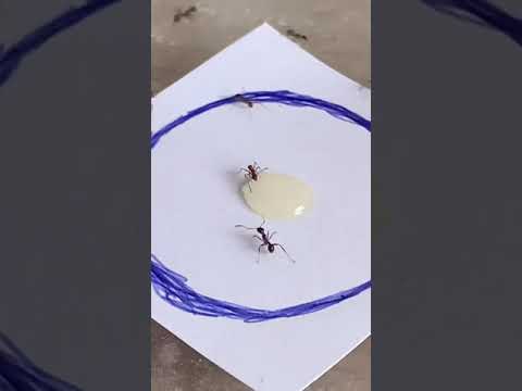 Tricking My Pet Ants