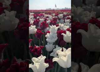  Tulip Flower