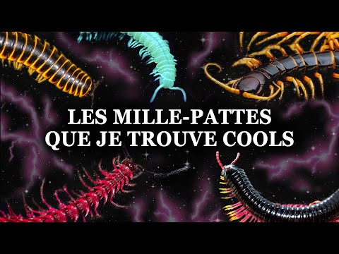 Toutes Les Espèces De MILLE PATTES Que Je Trouve Cools