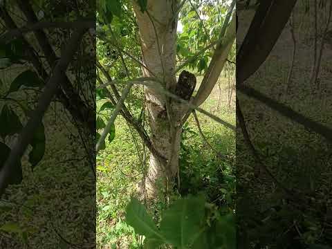 GWALINA SILIMU EDAGALA LILINO OWONELA DALA