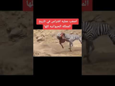 اصعب عملية افتراس في تاريخ المملكة الحيوانية كلها