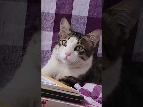 கர க ட த ன Shorts Youtubeshorts Comedy Funny கர க ட த ன Shorts Youtubeshorts Comedy Funny