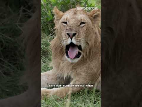 Did Dinosaurs Hunt In Packs