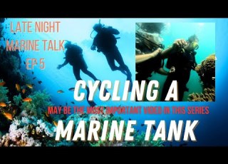 Late Night Marine Talk EP 5 May Be The Most Important Topic In Marine Tanks Cycling The Right Way