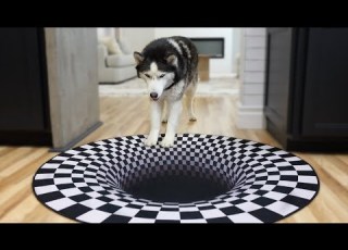  Trying Funny TikTok Trends On My Huskies