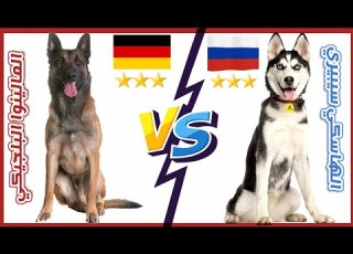 المقارنة الشاملة بين المالينو البلجيكي VS و الهاسكي البلجيكي Seberian Husky VS Malinois Shepherd