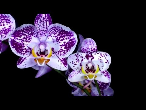 Daniel García Diego FLOWER MUSIC