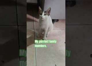  My Purrfect Family Members