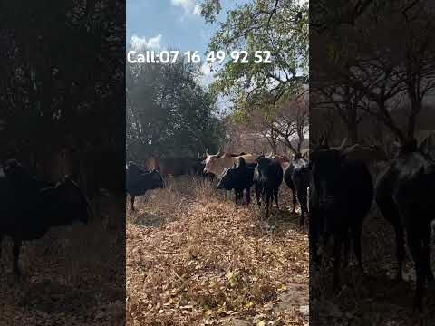 Tunauza Ng Ombe Wa Kienyeji Kuanzia 200k Karibuni Sana Tunapatikana Singida Manyoni 06 23 51 92 52