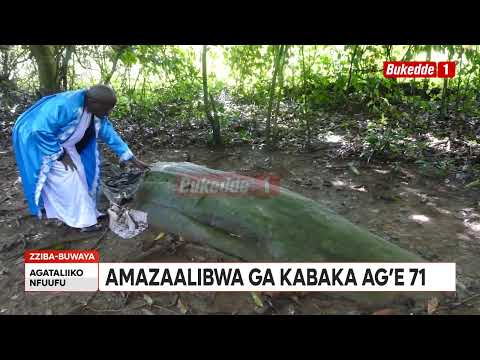 Agataliikonfuufu Amazaalibwa Ga Kabaka Ag E 71 Tukuleetedde Ekika Ky Emmamba Gabunga N Emirimu Gy Eb