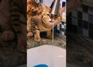 Cat Funny Shorts