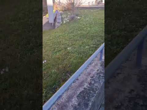 Willisau March 12 Примула на полянках Luzern