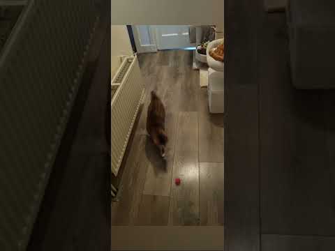 Sweet Babi And Her Pink Ball Cats Sweetcats Pink Ball Kitten