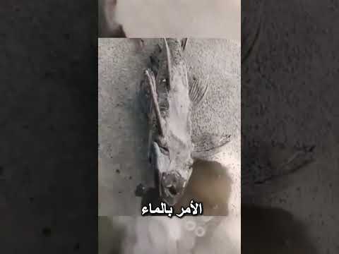 سمكة تستطيع العودة الى الحياة