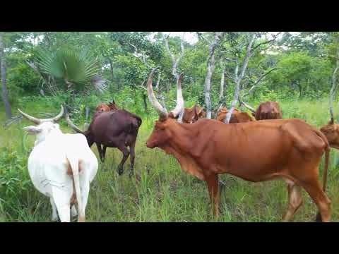 LIMBU LUCHAGULA NONGEJE GUDAKA25 12 2023 Msambazaji Jimotoli TV