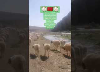  تيمحضيت أفضل سلاله الخروف مساء الصداقة و المحبة صاد ق ص ديق ا صاد ق ا فـي صـدق ـه