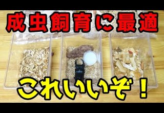 害虫が湧きづらい 天然素材 のクワガタムシ成虫管理 飼育マットを購入し比較してみた