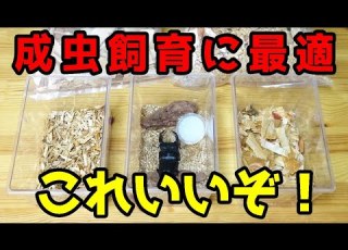害虫が湧きづらい 天然素材 のクワガタムシ成虫管理 飼育マットを購入し比較してみた