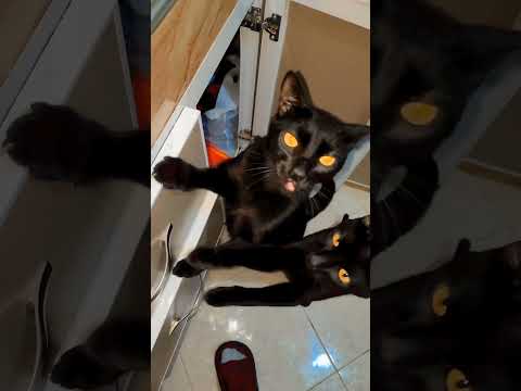 ملي كنسافر اشنو كنخلي لوليداتي معامن كنخليهم قطط Catlover Cat Pyfツviral Pyf Shortvideo