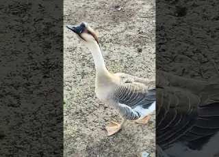 ذكر وأنثى الوز الغيني