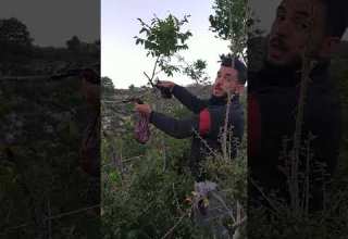 صيد سمن وشحرور سوريا