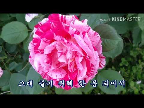 장미 꽃 한송이 오승근