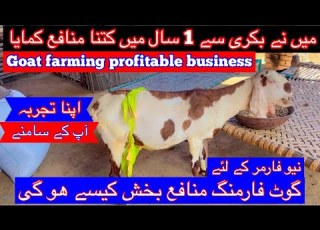  میں نے بکری سے 1 سال میں کتنا منافع کمایا How I Earn From Goat Farming In 1 Year