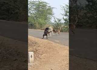  Dog Fighting Prank Video Dogfight Dogfiging Prank Trending Sorts