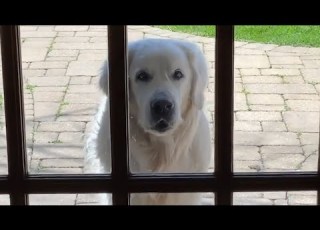  14 Year Old Golden Retriever Brings Surprises To Neighbors Every Day The Dodo
