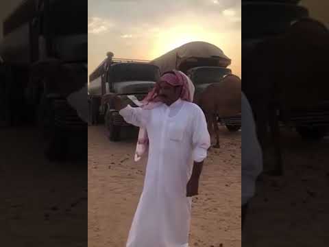 ولاء الإبل لراعيها