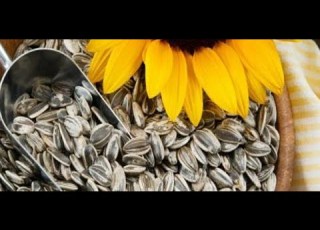 أضرار حب دوار الشمس
