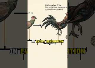 What Came First Chicken Or Egg W Neil DeGrasse Tyson