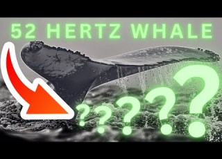  The True Story Of The 52 Hertz Whale The Loneliest Animal Alive