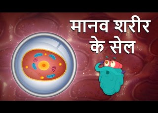 ह य मन स ल म नव शर र क क श क Human Cell In Hindi Dr Binocs Show Cell Structure Binocs Hindi