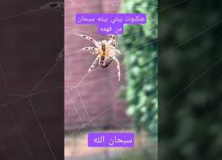عنكبوت يبني بيت