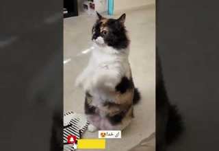 TIKTOK تیک تاک های جدید