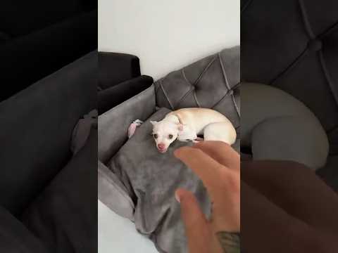 JasonDeruloTV Doing Kuchi Kuchi GotPermissionToPost From Eviatarozeri HandsOnMe