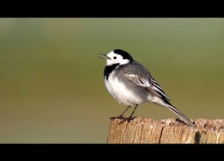 White Wagtail Singing And Calling