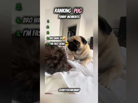 Top 5 Pug Funny Moments Funny Pug Shorts