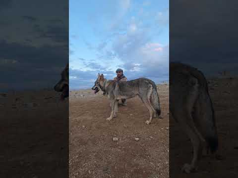 مصير الذيب مورو بعد ان افترس الغنم حيوانات