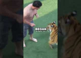  The Tiger With The Most Kills Shorts Facts Animals