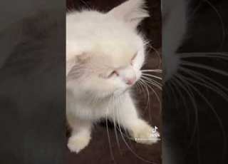  Relaxing White Cat لما القطة تحب تدلع