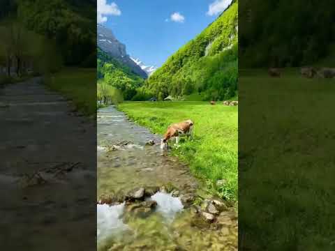 هيك الحياة الجميلة لما تكون دنيا خضراء والمياه العذبة