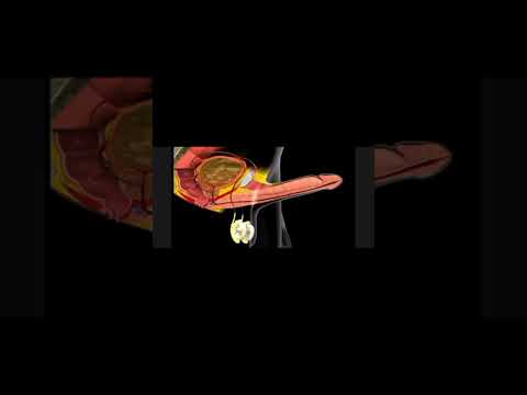 عملية انتصاب القضيب لممارسة الجنس